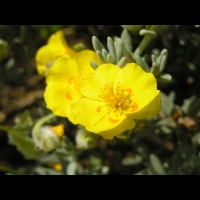 Helianthenum Caput-Felis (fam. Cistacees)(rg mediterraneenne) (03)